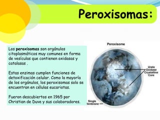 Peroxisomas:
Los peroxisomas son orgánulos
citoplasmáticos muy comunes en forma
de vesículas que contienen oxidasas y
catalasas .

Estas enzimas cumplen funciones de
detoxificación celular. Como la mayoría
de los orgánulos, los peroxisomas solo se
encuentran en células eucariotas.
Fueron descubiertos en 1965 por
Christian de Duve y sus colaboradores.

 