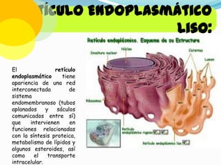 Retículo Endoplasmático
Liso:
El
retículo
endoplasmático
tiene
apariencia de una red
interconectada
de
sistema
endomembranoso (tubos
aplanados
y
sáculos
comunicados entre sí)
que
intervienen
en
funciones relacionadas
con la síntesis proteica,
metabolismo de lípidos y
algunos esteroides, así
como
el
transporte
intracelular.

 