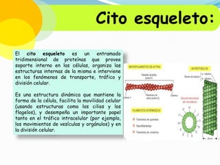 Cito esqueleto:
El cito esqueleto es un entramado
tridimensional de proteínas que provee
soporte interno en las células, organiza las
estructuras internas de la misma e interviene
en los fenómenos de transporte, tráfico y
división celular.
Es una estructura dinámica que mantiene la
forma de la célula, facilita la movilidad celular
(usando estructuras como los cilios y los
flagelos), y desempeña un importante papel
tanto en el tráfico intracelular (por ejemplo,
los movimientos de vesículas y orgánulos) y en
la división celular.

 