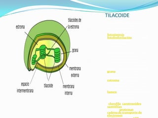 TILACOIDE
Los tilacoides son sacos
aplanados que forman parte
de la estructura de la
membrana de luz de la
fotosíntesis y de la
fotofosforilación; las pilas de
tilacoides forman
colectivamente.
En los tilacoides se produce la
fase luminosa, fotoquímica, o
dependiente de la luz del Sol;
su función es absorber los
fotones de la luz solar.
Los tilacoides se apilan como
monedas y las pilas toman
colectivamente el nombre de
grana (plural neutro de
granum). El medio que rodea
a los tilacoides se denomina
estroma del cloroplasto. Los
tilacoides son rodeados por
una membrana que delimita
el espacio intratilacoidal, o
lumen. Las membranas de los
tilacoides contienen
sustancias como los
pigmentos fotosintéticos
(clorofila, carotenoides,
xantófilas) y distintos
lípidos ; proteínas de la
cadena de transporte de
electrones fotosintética y

 