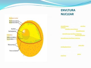 ENVLTURA
NUCLEAR
La envoltura nuclear, membrana
nuclear o carioteca, es una capa
porosa (con doble unidad de
membrana) que delimita al núcleo
celular, la estructura característica
de las células eucariotas.
Está formada por dos membranas
de distinta composición proteica:
la membrana nuclear interna
(INM) que separa el nucleoplasma
del espacio perinuclear y la
membrana nuclear externa (ENM)
que separa este espacio del
citoplasma. Entre ambas
membranas se delimita la cisterna
perinuclear, que se continúa y
forma una unidad con el retículo
endoplasmico rugoso. Ambas
membranas se fusionan en
numerosos lugares, generando
poros que están ocupados por
grandes canales macromoleculares
llamados Complejo del poro
nuclear

 