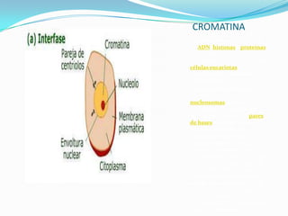 CROMATINA
La cromatina es el conjunto
de ADN, histonas y proteínas
no histónicas que se
encuentra en el núcleo de las
células eucariotas y que
constituye el genoma de
dichas células.
Las unidades básicas de la
cromatina son los
nucleosomas. Estos se
encuentran formados por
aproximadamente 146 pares
de bases de longitud (el
número depende del
organismo), asociados a un
complejo específico de 8
histonas nucleosómicas
(octámero de histonas). Cada
partícula tiene una forma de
disco, con un diámetro de 11 y
contiene dos copias de cada
una de las 4 histonas H3, H4,
H2A y H2B. Este octámero
forma un núcleo proteico
alrededor del que se enrolla la
hélice de ADN (de

 