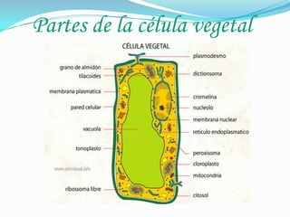 Partes de la célula vegetal

 