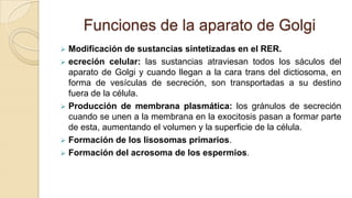 Funciones de la aparato de Golgi


Modificación de sustancias sintetizadas en el RER.
 ecreción celular: las sustancias atraviesan todos los sáculos del
aparato de Golgi y cuando llegan a la cara trans del dictiosoma, en
forma de vesículas de secreción, son transportadas a su destino
fuera de la célula.
 Producción de membrana plasmática: los gránulos de secreción
cuando se unen a la membrana en la exocitosis pasan a formar parte
de esta, aumentando el volumen y la superficie de la célula.
 Formación de los lisosomas primarios.
 Formación del acrosoma de los espermios.

 