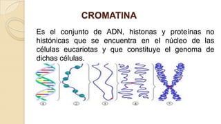 CROMATINA
Es el conjunto de ADN, histonas y proteínas no
histónicas que se encuentra en el núcleo de las
células eucariotas y que constituye el genoma de
dichas células.

 