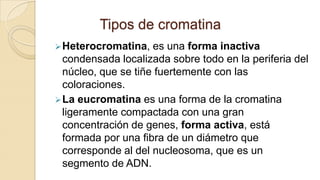 Tipos de cromatina
 Heterocromatina,

es una forma inactiva
condensada localizada sobre todo en la periferia del
núcleo, que se tiñe fuertemente con las
coloraciones.
 La eucromatina es una forma de la cromatina
ligeramente compactada con una gran
concentración de genes, forma activa, está
formada por una fibra de un diámetro que
corresponde al del nucleosoma, que es un
segmento de ADN.

 