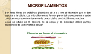 MICROFILAMENTOS
Son finas fibras de proteínas globulares de 3 a 7 nm de diámetro que le dan
soporte a la célula. Los microfilamentos forman parte del citoesqueleto y están
compuestos predominantemente de una proteína contráctil llamada actina.
Estos se sitúan en la periferia de la célula y se sintetizan desde puntos
específicos de la membrana celular.

 