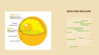 ENVLTURA NUCLEAR
La envoltura nuclear, membrana
nuclear o carioteca, es una capa porosa
(con doble unidad de membrana) que
delimita al núcleo celular, la estructura
característica de las células eucariotas.
Está formada por dos membranas de
distinta composición proteica: la
membrana nuclear interna (INM) que
separa el nucleoplasma del espacio
perinuclear y la membrana nuclear
externa (ENM) que separa este espacio
del citoplasma. Entre ambas
membranas se delimita la cisterna
perinuclear, que se continúa y forma
una unidad con el retículo
endoplasmico rugoso. Ambas
membranas se fusionan en numerosos
lugares, generando poros que están
ocupados por grandes canales
macromoleculares llamados Complejo
del poro nuclear

 
