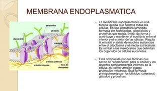 MEMBRANA ENDOPLASMATICA


La membrana endoplasmática es una
bicapa lipídica que delimita todas las
células. Es una estructura laminada
formada por fosfolípidos, glicolípidos y
proteínas que rodea, limita, da forma y
contribuye a mantener el equilibrio entre el
interior y el exterior de las células. Regula
la entrada y salida de muchas sustancias
entre el citoplasma y el medio extracelular.
Es similar a las membranas que delimitan
los orgánulos de células eucariotas.



Está compuesta por dos láminas que
sirven de "contenedor" para el citosol y los
distintos compartimentos internos de la
célula, así como también otorga
protección mecánica. Está formada
principalmente por fosfolípidos, colesterol,
glúcidos y proteínas.

 