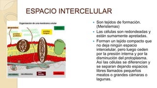 ESPACIO INTERCELULAR
Son tejidos de formación.
(Meristemas)
 Las células son redondeadas y
están sumamente apretadas.
 Forman un tejido compacto que
no deja ningún espacio
intercelular, pero luego ceden
por la presión interna y por la
disminución del protoplasma.
Así las células se diferencian y
se separan dejando espacios
libres llamados pequeños
meatos o grandes cámaras o
lagunas.


 