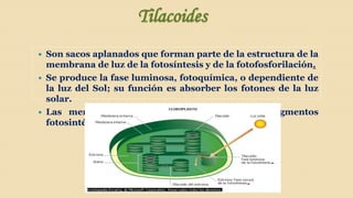 Tilacoides
Son sacos aplanados que forman parte de la estructura de la
membrana de luz de la fotosíntesis y de la fotofosforilación.
 Se produce la fase luminosa, fotoquímica, o dependiente de
la luz del Sol; su función es absorber los fotones de la luz
solar.
 Las membranas internas que contienen los pigmentos
fotosintéticos: las clorofilas y los carotenoides.


 