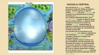 VACUOLA CENTRAL
Una vacuola es un orgánulo celular
presente en todas las células de plantas y
hongos. También aparece en algunas
células protistas y de otros eucariotas. Las
vacuolas son compartimentos cerrados o
limitados por la membrana plasmática ya
que contienen diferentes fluidos, como
agua o enzimas, aunque en algunos casos
puede contener sólidos. La mayoría de las
vacuolas se forman por la fusión de
múltiples vesículas membranosas. El
orgánulo no posee una forma definida, su
estructura varía según las necesidades de
la célula en particular.
Las vacuolas que se encuentran en las
células vegetales son regiones rodeadas de
una membrana (tono plasto o membrana
vacuolar) y llenas de un líquido muy
particular llamado jugo celular.
La célula vegetal inmadura contiene una
gran cantidad de vacuolas pequeñas que
aumentan de tamaño y se van fusionando
en una sola y grande, a medida en que la
célula va creciendo. En la célula madura, el
90 % de su volumen puede estar ocupado
por una vacuola, con el citoplasma reducido
a una capa muy estrecha apretada contra la
pared celular.

 