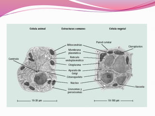 celulavegetal-140627170847-phpcelulas pdf