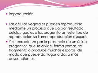  Reproducción
 Las células vegetales pueden reproducirse
mediante un proceso que da por resultado
células iguales a las progenitoras, este tipo de
reproducción se llama reproducción asexual.
 Y se caracteriza por la presencia de un único
progenitor, que se divide, forma yemas, se
fragmenta o produce muchas esporas, de
modo que puede dar lugar a dos o más
descendientes.
 