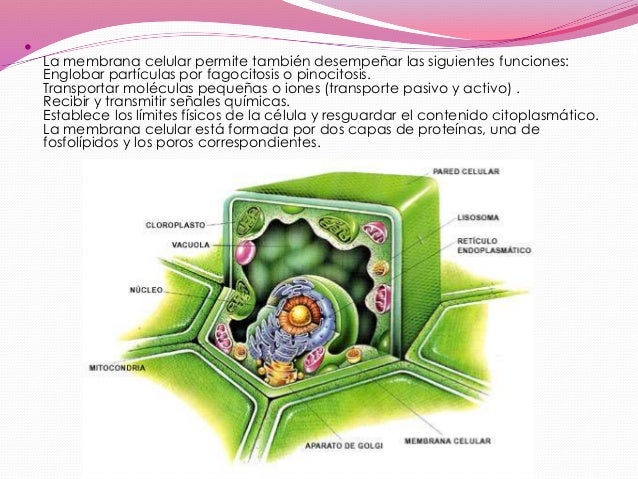 Celula vegetal
