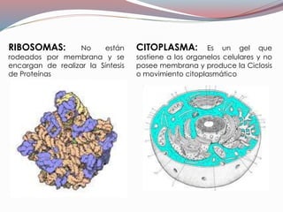 RIBOSOMAS: No están
rodeados por membrana y se
encargan de realizar la Síntesis
de Proteínas
CITOPLASMA: Es un gel que
sostiene a los organelos celulares y no
posee membrana y produce la Ciclosis
o movimiento citoplasmático
 