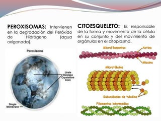 PEROXISOMAS: Intervienen
en la degradación del Peróxido
de Hidrógeno (agua
oxigenada).
CITOESQUELETO: Es responsable
de la forma y movimiento de la célula
en su conjunto y del movimiento de
orgánulos en el citoplasma.
 