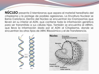 NÚCLEO presenta 2 Membranas que separa el material hereditario del
citoplasma y lo protege de posibles agresiones. La Envoltura Nuclear se
llama Carioteca. Dentro del Núcleo se encuentran los Cromosomas que
lleven en su interior al ADN, que contiene toda la información genética
para ser transmitida a sus células hijas. También se encuentra el ARNm,
que lleva la información dada por el ADN al Citoplasma, donde se
encuentran los otros tipos de ARN: Ribosómico y el de Transferencia.
 