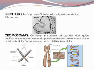 CROMOSOMAS: Contienen y controlan el uso del ADN, quien
codifica la información necesaria para construir una célula y controlar la
actividad celular. Se encuentran dentro del Núcleo celular.
NUCLEOLO: Participa en la Síntesis de las subunidades de los
Ribosomas.
 