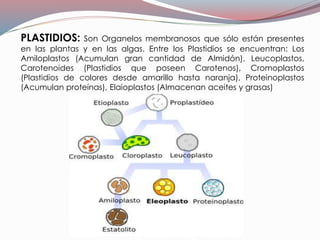 PLASTIDIOS: Son Organelos membranosos que sólo están presentes
en las plantas y en las algas. Entre los Plastidios se encuentran: Los
Amiloplastos (Acumulan gran cantidad de Almidón), Leucoplastos,
Carotenoides (Plastidios que poseen Carotenos), Cromoplastos
(Plastidios de colores desde amarillo hasta naranja), Proteinoplastos
(Acumulan proteínas), Elaioplastos (Almacenan aceites y grasas)
 