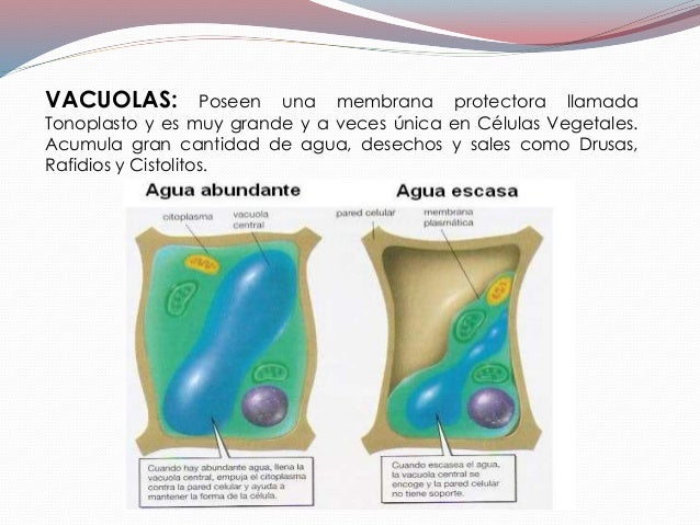 Celula vegetal