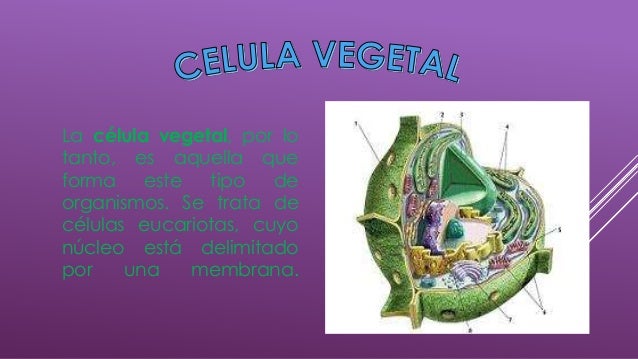 Celula Vegetal