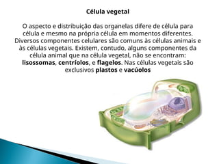 Célula vegetal
O aspecto e distribuição das organelas difere de célula para
célula e mesmo na própria célula em momentos diferentes.
Diversos componentes celulares são comuns às células animais e
às células vegetais. Existem, contudo, alguns componentes da
célula animal que na célula vegetal, não se encontram:
lisossomas, centríolos, e flagelos. Nas células vegetais são
exclusivos plastos e vacúolos
 
