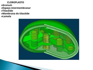 CLOROPLASTO
Granum
Espaço intermembranar
Tilacóide
Membrana do tilacóide
Lamela
 