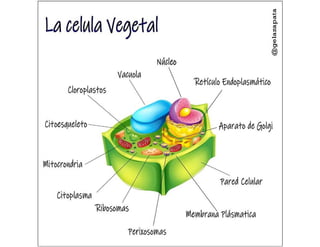Célula vegetal como está compuesta
