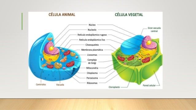 Celula vegetal y animal pdf
