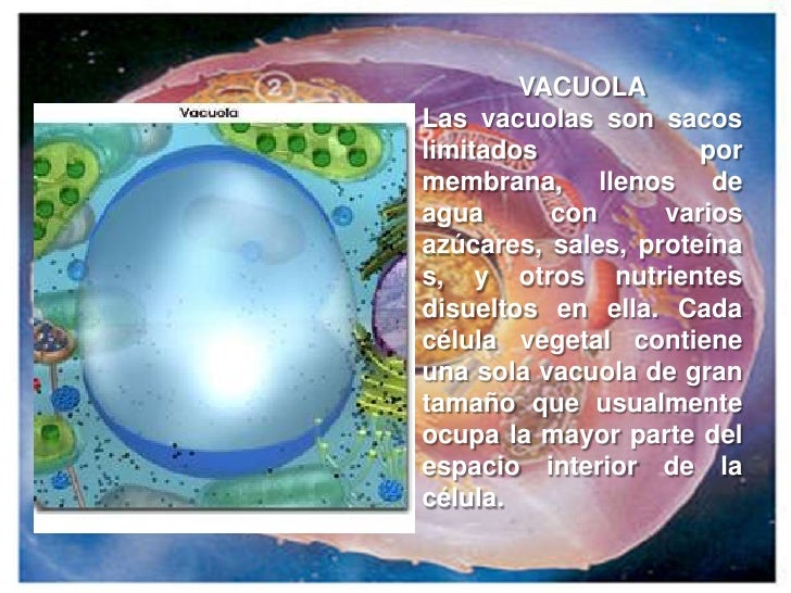 Celula vegetal y elula animal genetica