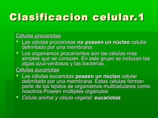 Clasificacion celular.1Clasificacion celular.1
Células procariotasCélulas procariotas
 LLas células procariotasas células procariotas no poseen un núcleono poseen un núcleo celularcelular
delimitado por una membrana.delimitado por una membrana.
 Los organismos procariontes son las células másLos organismos procariontes son las células más
simples que se conocen. En este grupo se incluyen lassimples que se conocen. En este grupo se incluyen las
algas azul-verdosas y las bacterias.algas azul-verdosas y las bacterias.
Células eucariotasCélulas eucariotas
 Las células eucariotasLas células eucariotas poseen un núcleoposeen un núcleo celularcelular
delimitado por una membrana. Estas células formandelimitado por una membrana. Estas células forman
parte de los tejidos de organismos multicelulares comoparte de los tejidos de organismos multicelulares como
nosotros.Poseen múltiples orgánulosnosotros.Poseen múltiples orgánulos
 Célula animal y célula vegetalCélula animal y célula vegetal:: eucariotaseucariotas
 