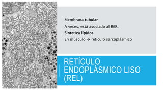 RETÍCULO
ENDOPLÁSMICO LISO
(REL)
Membrana tubular
A veces, está asociado al RER.
Sintetiza lípidos
En músculo  retículo s...