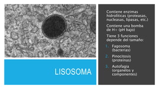 LISOSOMA
Contiene enzimas
hidrolíticas (proteasas,
nucleasas, lipasas, etc.)
Contiene una bomba
de H+ (pH bajo)
Tiene 3 fu...