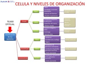 CELULA Y NIVELES DE ORGANIZACIÓN


 TEJIDO
EPITELIAL
 