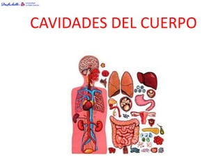 CAVIDADES DEL CUERPO
 