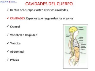 CAVIDADES DEL CUERPO
 Dentro del cuerpo existen diversas cavidades

 CAVIDADES: Espacios que resguardan los órganos

 Craneal

 Vertebral o Raquídeo

 Torácica

 Abdominal

 Pélvica
 