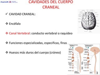CAVIDADES DEL CUERPO
                       CRANEAL
 CAVIDAD CRANEAL:

 Encéfalo

 Canal Vertebral: conducto vertebral o raquídeo

 Funciones especializadas, especificas, finas

 Huesos más duros del cuerpo (cráneo)
 
