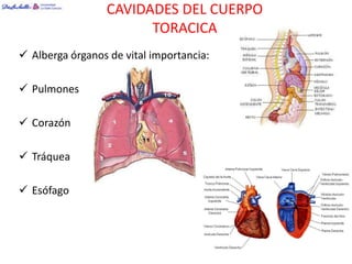 CAVIDADES DEL CUERPO
                       TORACICA
 Alberga órganos de vital importancia:

 Pulmones

 Corazón

 Tráquea

 Esófago
 