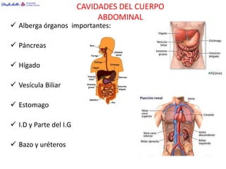CAVIDADES DEL CUERPO
                             ABDOMINAL
 Alberga órganos importantes:

 Páncreas

 Hígado

 Vesícula Biliar

 Estomago

 I.D y Parte del I.G

 Bazo y uréteros
 