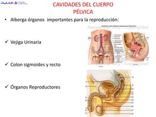 CAVIDADES DEL CUERPO
                           PÉLVICA
• Alberga órganos importantes para la reproducción:



 Vejiga Urinaria



 Colon sigmoides y recto



 Órganos Reproductores
 