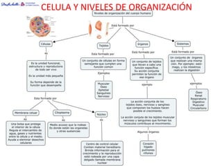 CELULA Y NIVELES DE ORGANIZACIÓN
 