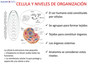CELULA Y NIVELES DE ORGANIZACIÓN
                                          El ser humano está constituido
                                           por células

                                          Se agrupan para formar tejidos

                                          Tejidos para constituir órganos

                                          Los órganos sistemas

La célula la estructura mas pequeña
o Citoplasma se llevan acabo todas las    Anatomía se consideran estos
funciones                                  niveles
o La membrana celular la que protege y
separa de una célula a otra
 