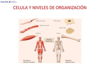 CELULA Y NIVELES DE ORGANIZACIÓN
 