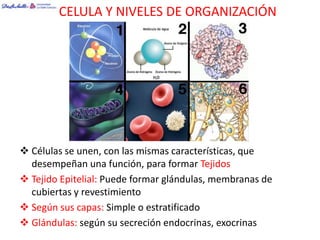 CELULA Y NIVELES DE ORGANIZACIÓN




 Células se unen, con las mismas características, que
  desempeñan una función, para formar Tejidos
 Tejido Epitelial: Puede formar glándulas, membranas de
  cubiertas y revestimiento
 Según sus capas: Simple o estratificado
 Glándulas: según su secreción endocrinas, exocrinas
 
