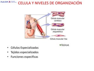 CELULA Y NIVELES DE ORGANIZACIÓN




• Células Especializadas
• Tejidos especializados
• Funciones especificas
 