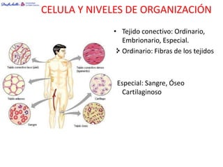 CELULA Y NIVELES DE ORGANIZACIÓN
             • Tejido conectivo: Ordinario,
               Embrionario, Especial.
              Ordinario: Fibras de los tejidos



              Especial: Sangre, Óseo
               Cartilaginoso
 