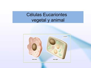 Células Eucariontes
  vegetal y animal
 