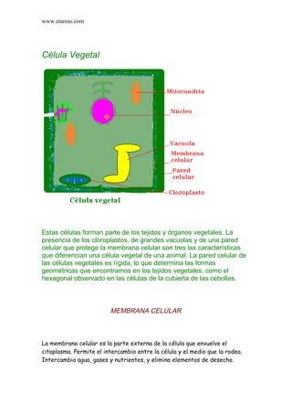 www.etareas.com




Célula Vegetal




Estas células forman parte de los tejidos y órganos vegetales. La
presencia de los cloroplastos, de grandes vacuolas y de una pared
celular que protege la membrana celular son tres las características
que diferencian una célula vegetal de una animal. La pared celular de
las células vegetales es rígida, lo que determina las formas
geométricas que encontramos en los tejidos vegetales, como el
hexagonal observado en las células de la cubierta de las cebollas.



                         MEMBRANA CELULAR



La membrana celular es la parte externa de la célula que envuelve el
citoplasma. Permite el intercambio entre la célula y el medio que la rodea.
Intercambia agua, gases y nutrientes, y elimina elementos de desecho.
 