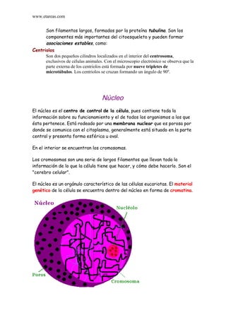 www.etareas.com


      Son filamentos largos, formados por la proteína tubulina. Son los
      componentes más importantes del citoesqueleto y pueden formar
      asociaciones estables, como:
Centriolos
      Son dos pequeños cilindros localizados en el interior del centrosoma,
      exclusivos de células animales. Con el microscopio electrónico se observa que la
      parte externa de los centriolos está formada por nueve tripletes de
      microtúbulos. Los centriolos se cruzan formando un ángulo de 90º.




                                    Núcleo
El núcleo es el centro de control de la célula, pues contiene toda la
información sobre su funcionamiento y el de todos los organismos a los que
ésta pertenece. Está rodeado por una membrana nuclear que es porosa por
donde se comunica con el citoplasma, generalmente está situado en la parte
central y presenta forma esférica u oval.

En el interior se encuentran los cromosomas.

Los cromosomas son una serie de largos filamentos que llevan toda la
información de lo que la célula tiene que hacer, y cómo debe hacerlo. Son el
"cerebro celular".

El núcleo es un orgánulo característico de las células eucariotas. El material
genético de la célula se encuentra dentro del núcleo en forma de cromatina.
 